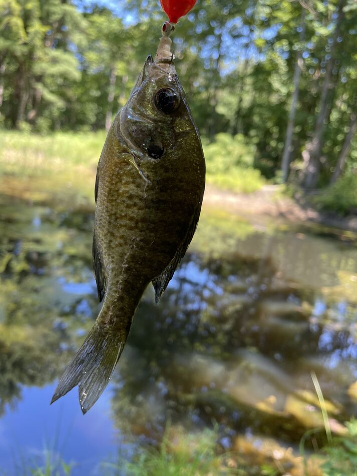 One of the bluegills which were fully committed to...