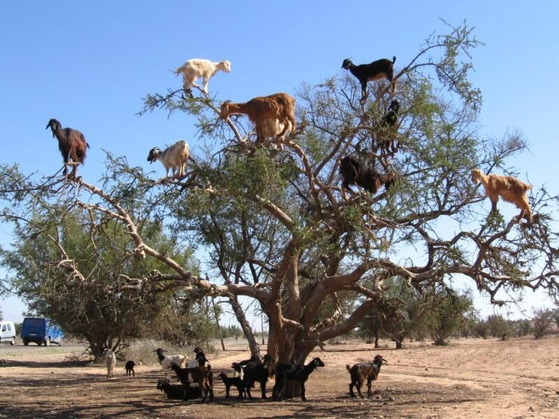 African tree goats...