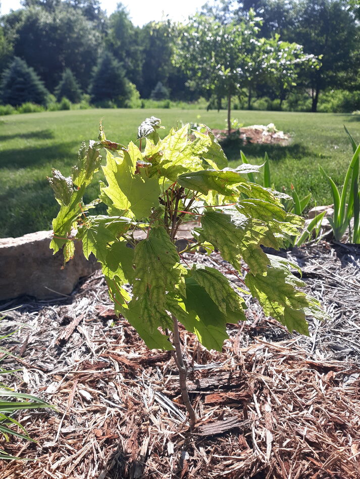 A Norway Maple I planted as a sapling from it moth...