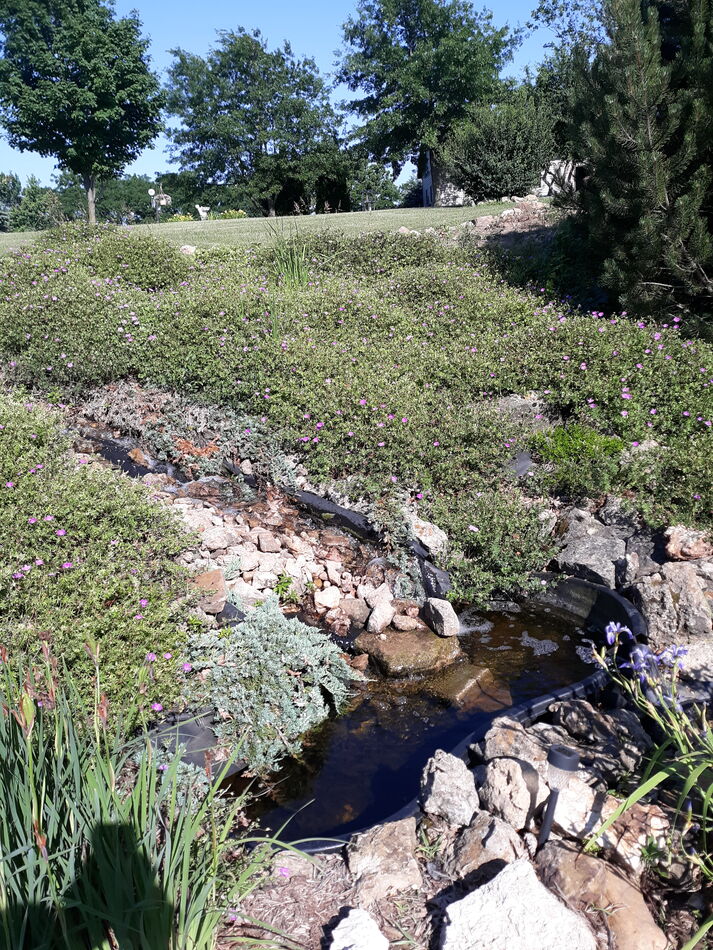 Flowers surounding the stream coming down to the b...