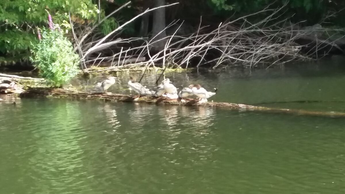 Bathing Ducks...