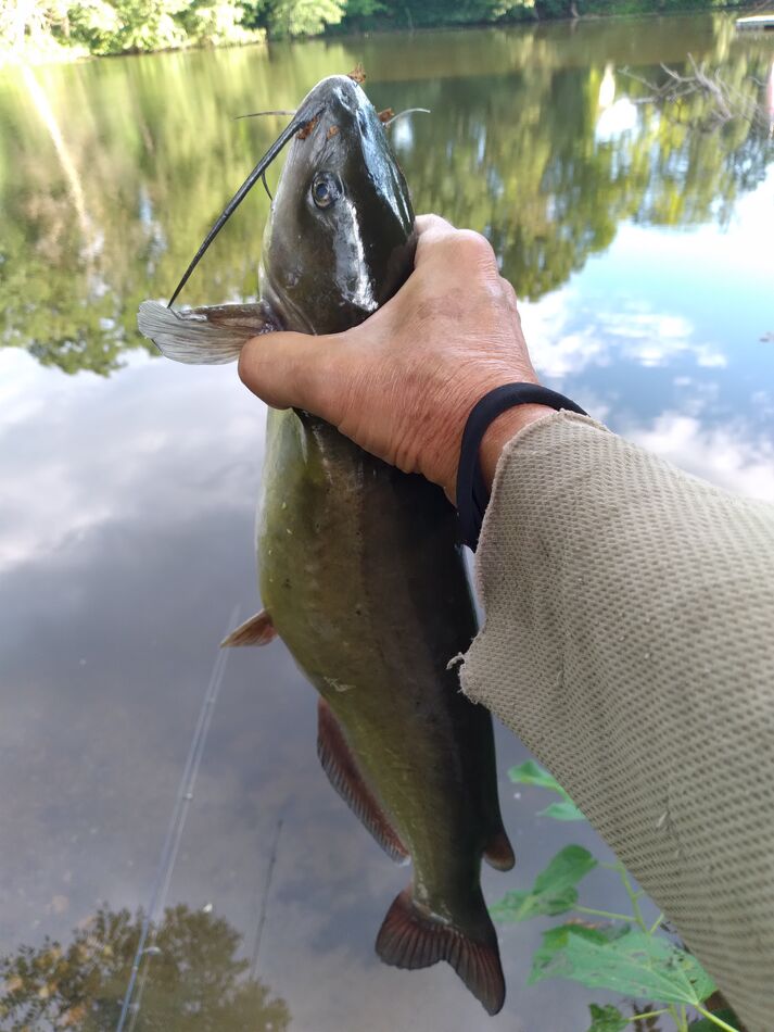 Catfish Caught and released 9 bluegills and 2 channel catfish to 21” with corn and corn meal