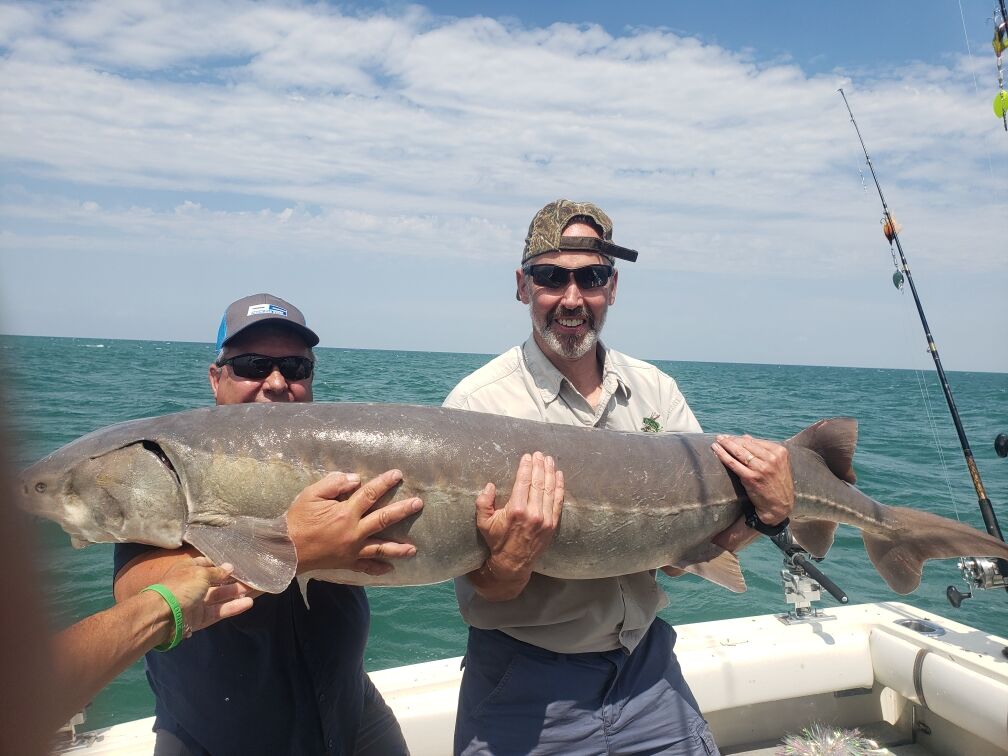 Large Sturgeon on Lake St Clair Big shout out to my buddy Mike