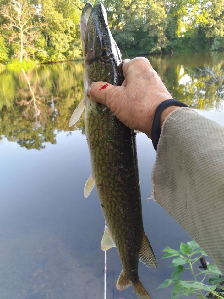 corn-pickerel-caught-and-released-10-bluegills-a-musk-turtle-2