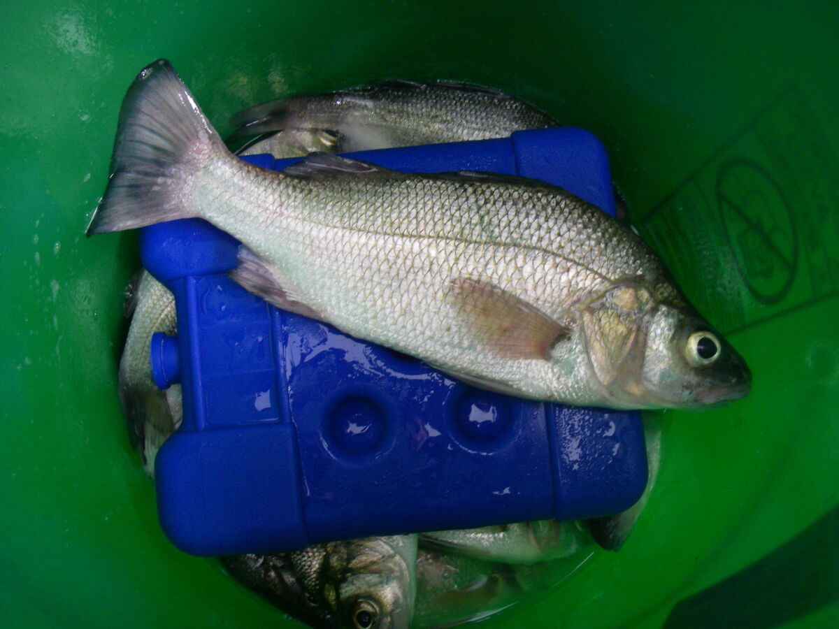 9/12/22 White Perch: 9/12/22 Iced To GO. It was fun this morning. I was ...