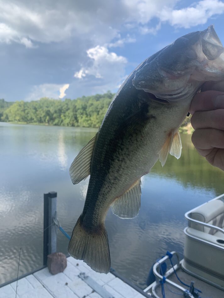 This was a bonus bass when the tide was against me...