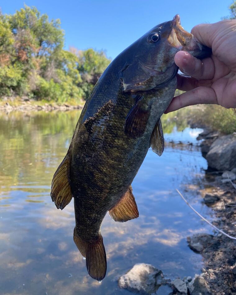 Catching smallmouth: I’ve been learning to catch smallmouth on a ned ...