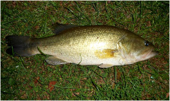 nj-park-pond-9-23-this-morning-i-got-two-bass-to-2-1-2-lbs-and-two-19