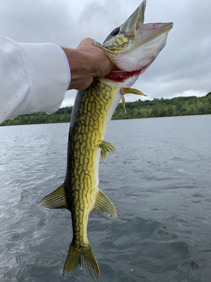 Pickerall Fish Big pickerel: I got got out this morning and caught 5 fish including a ...