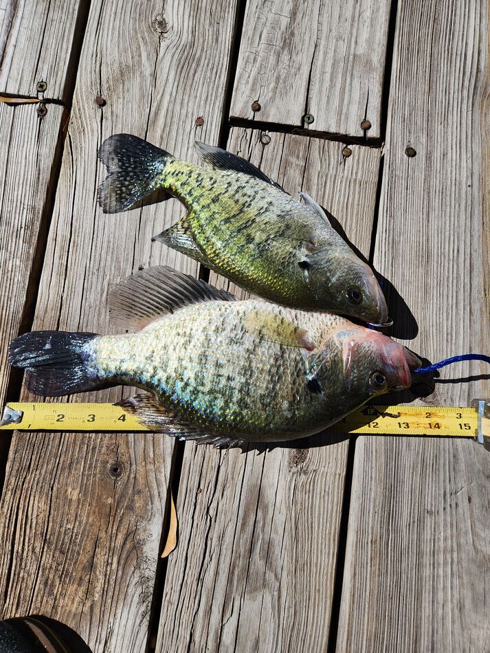 1-14 inch and 1- 12 inch crappie...