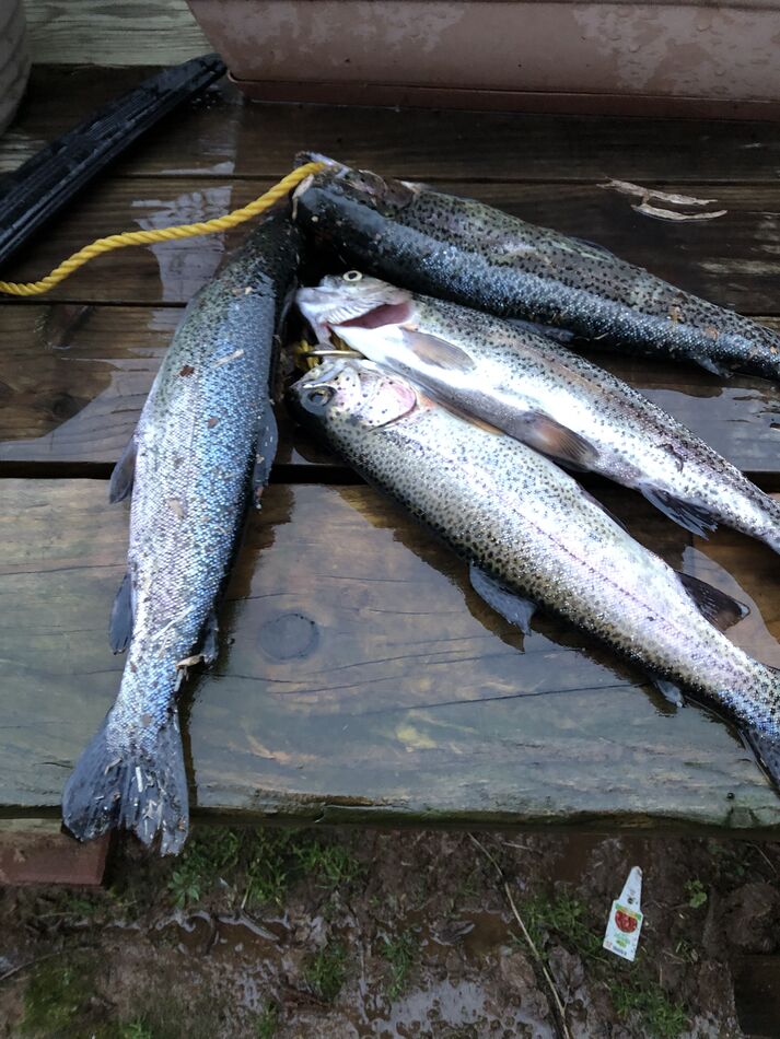 Trout fishing Normandy dam Has anyone fished the Normandy dam lately