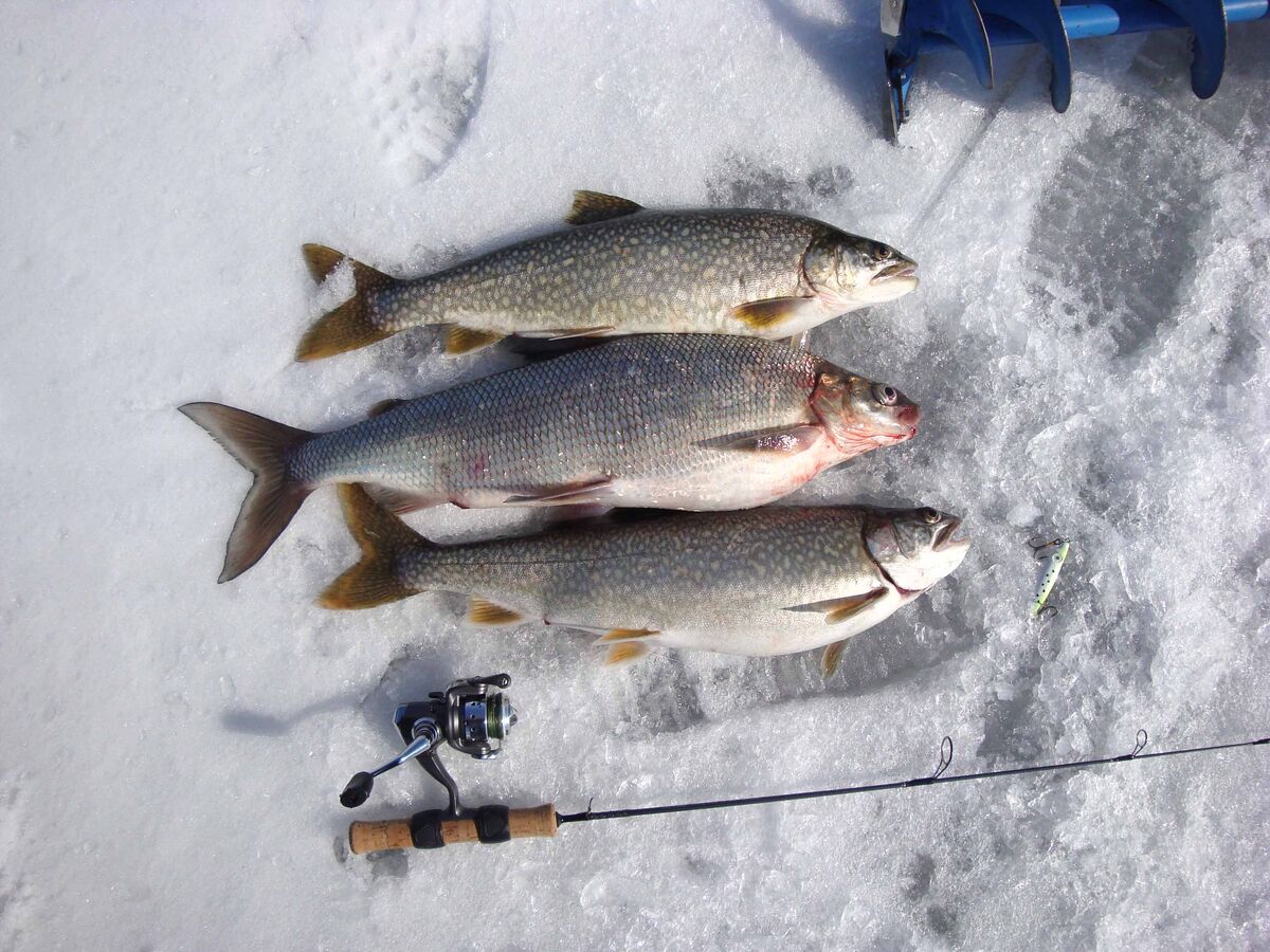 Some fish from a previous season...this is what we...