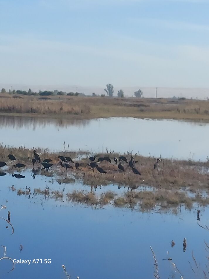 Duck season California Central valley California, Oct 21 duck season...