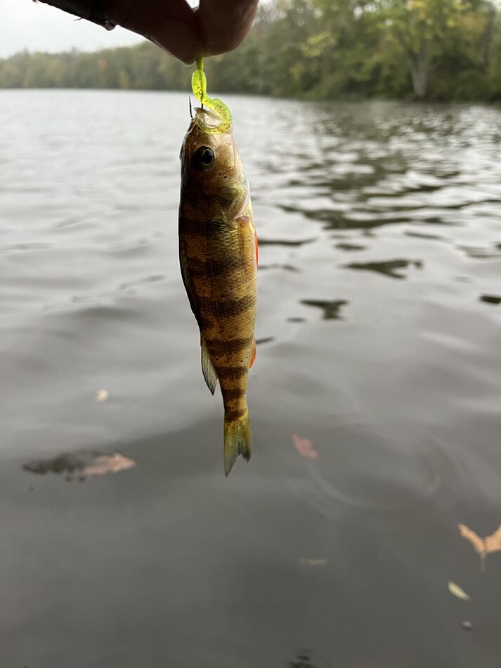 Ultralight jigging in 58 degree water Went ultralight jigging in 58