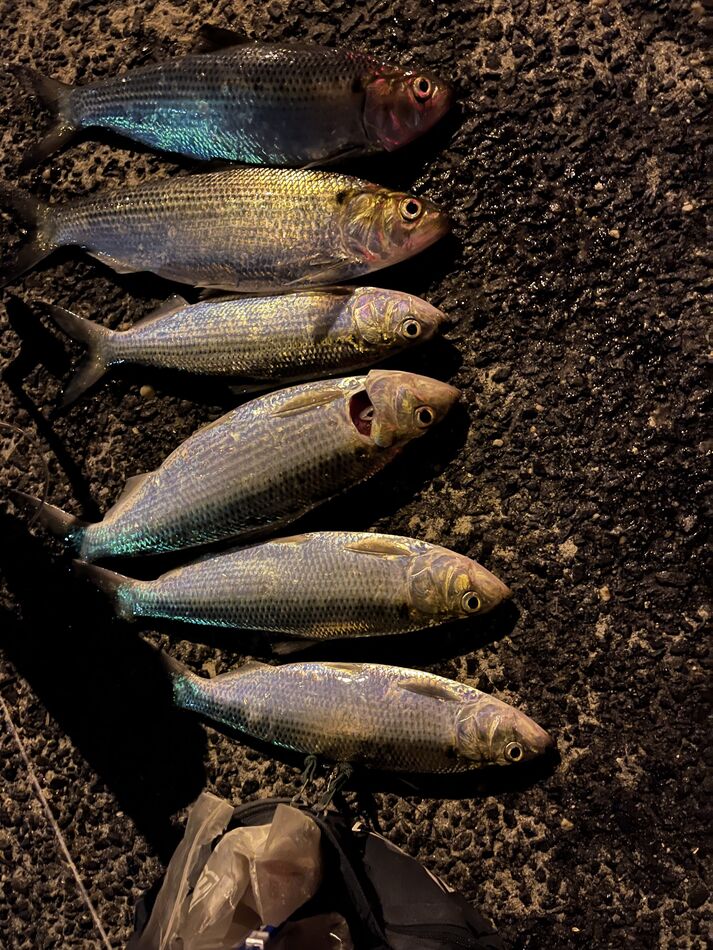 Bluefish and shad: Went fishing 🎣 on the Manasquan Inlet north jetty ...