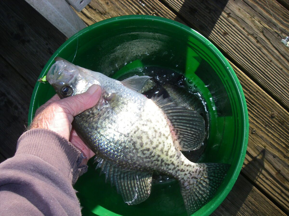 10/23/23 Crappie 10/23/23 Another crappie morning. Didn't take long to