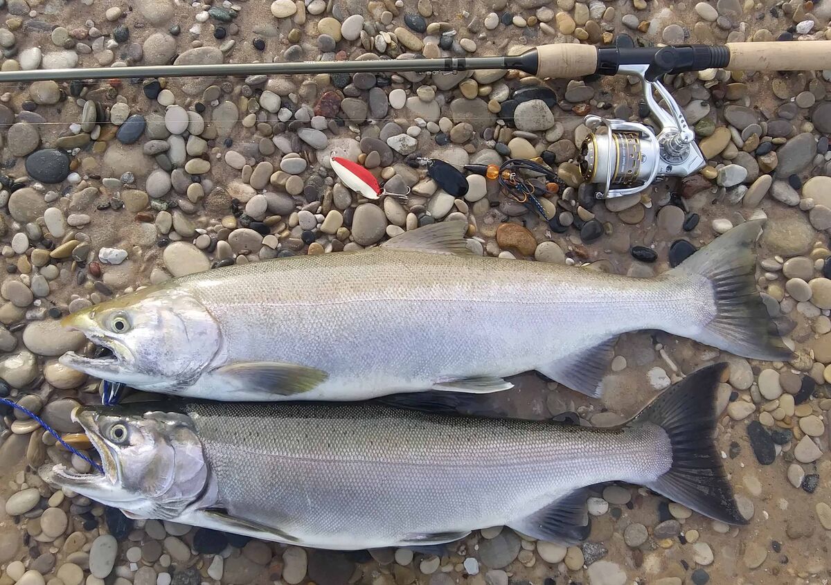 A typical pair of coho weighing in at about 5 to 6...