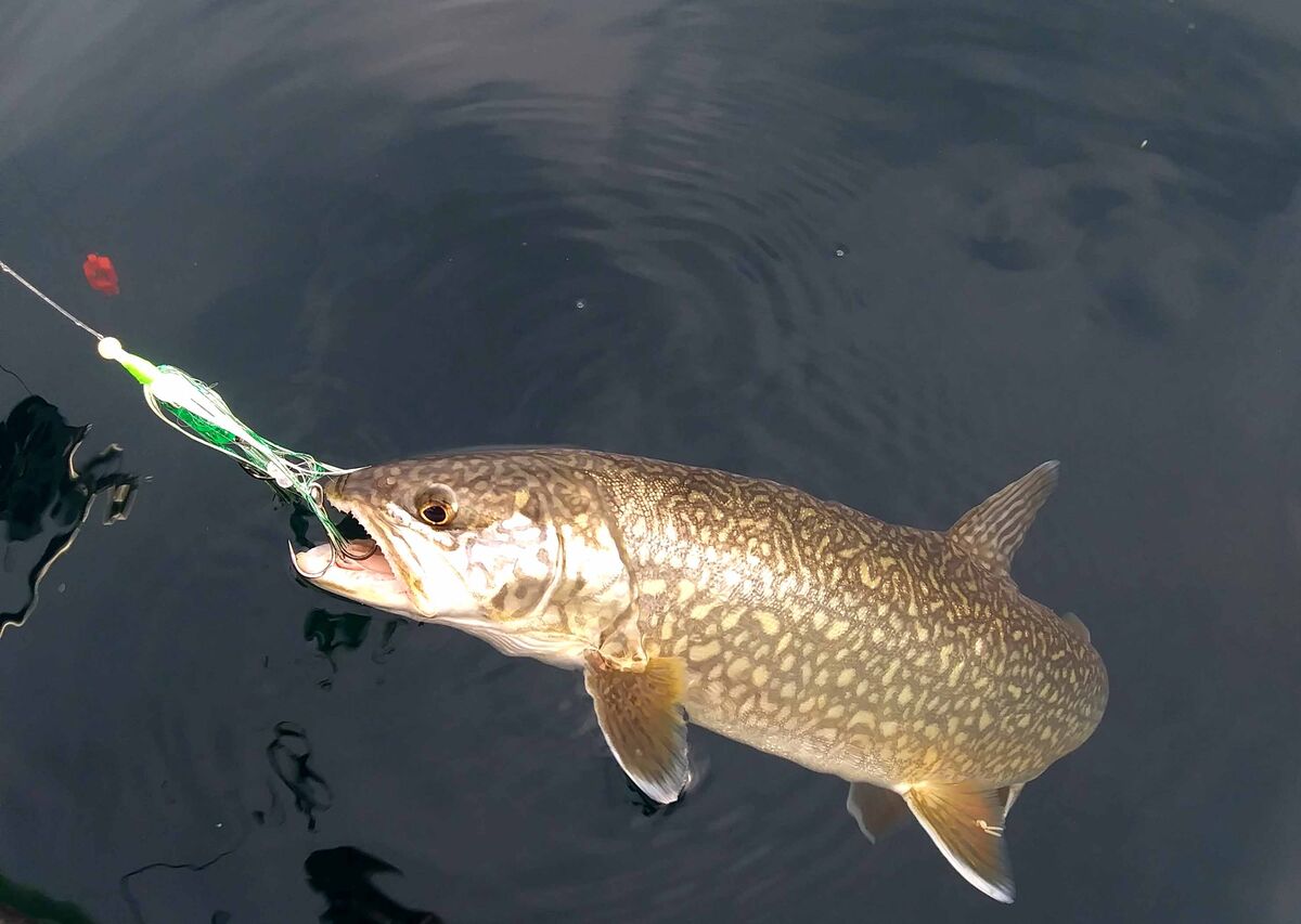 A little 4 pound mackinaw (lake trout) from Lake M...