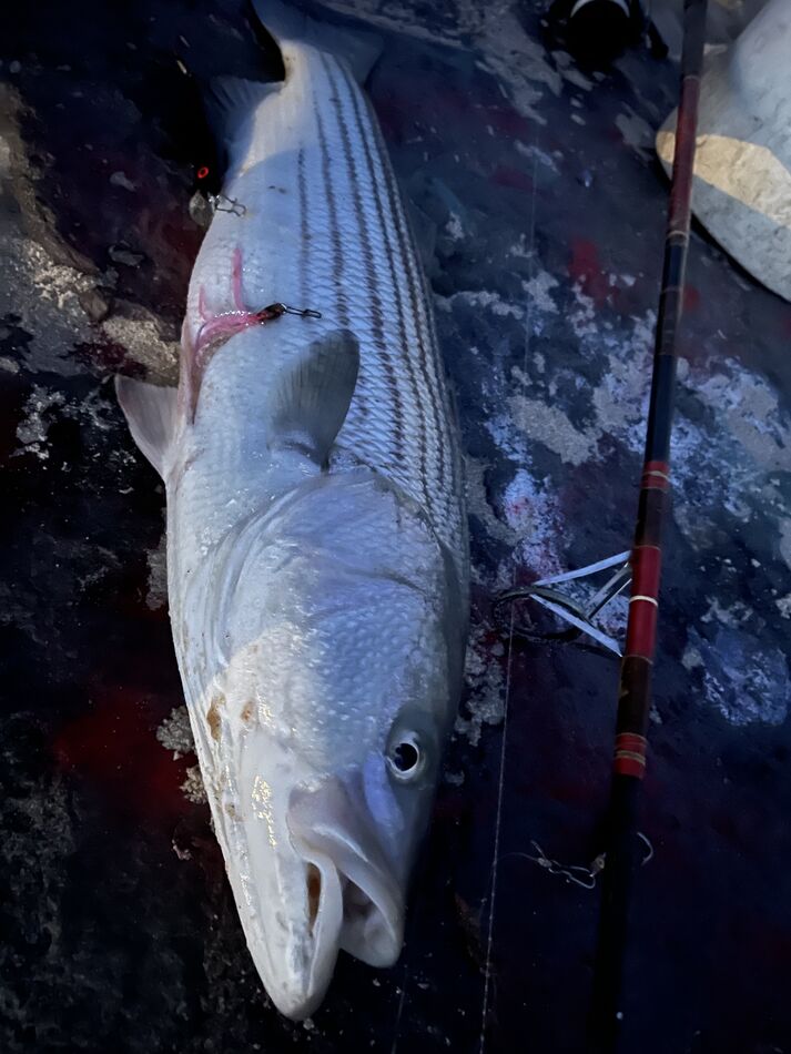 First striped bass for this year Drove to Manasquan to go fishing this