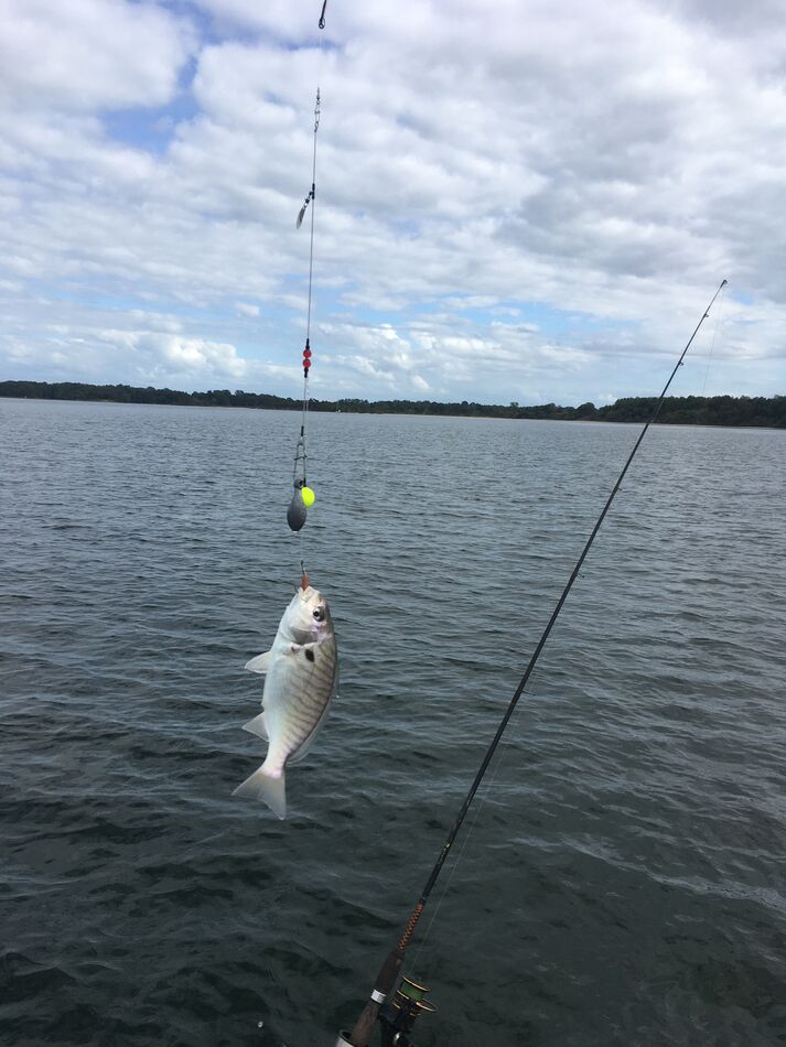 Fishing Solomon's Island in Maryland (picture & video): Bottom fished ...