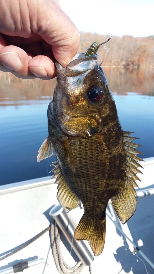 Most of the deep fish I found were Rock Bass...
