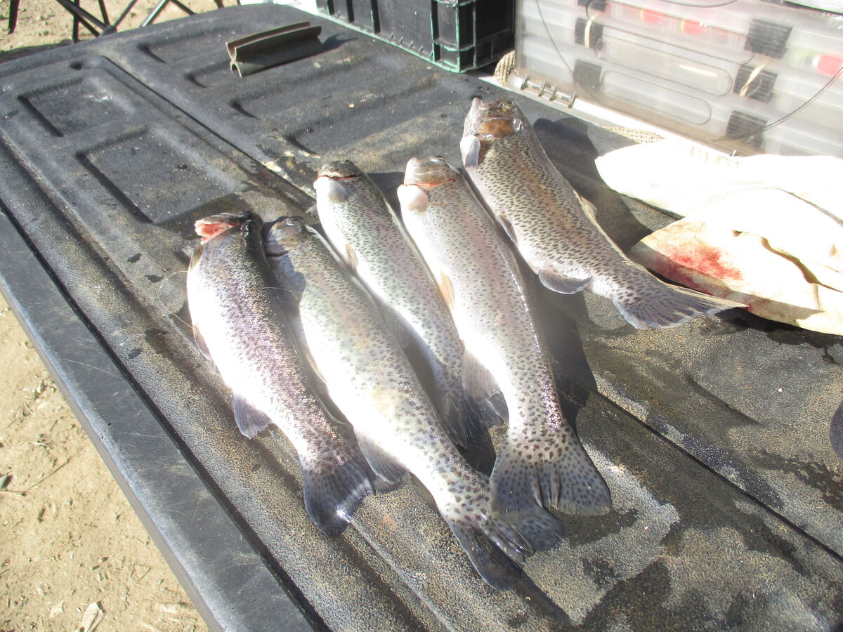 Trout Limit A good day of Trout fishing , McSwain two on green power
