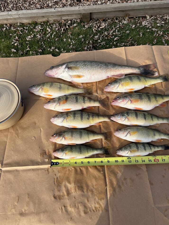 Gave my mom some to feed Grampa ate a perch dinner...