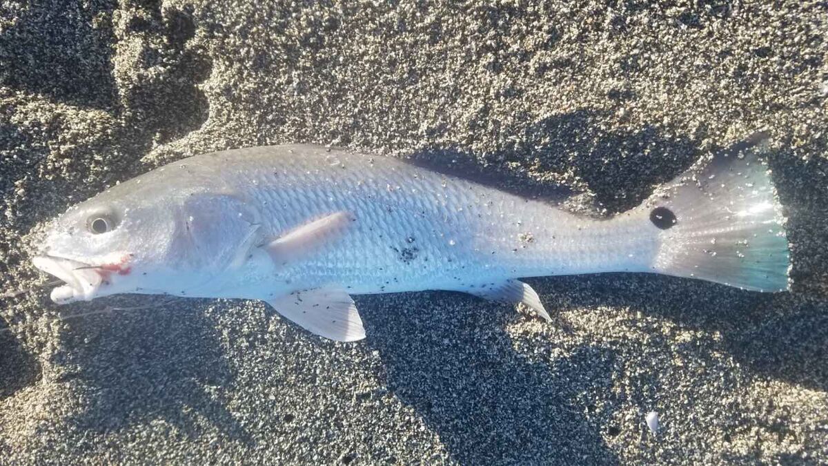 11-4-23-fl-fishing-report-11-4-23-i-got-this-report-from-brother-in