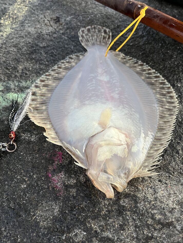 Last cast 29” striped bass Went fishing 🎣 on the Manasquan Inlet north