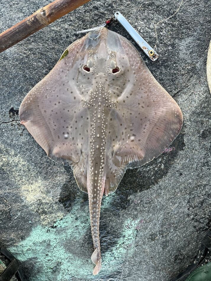 Last cast 29” striped bass Went fishing 🎣 on the Manasquan Inlet north