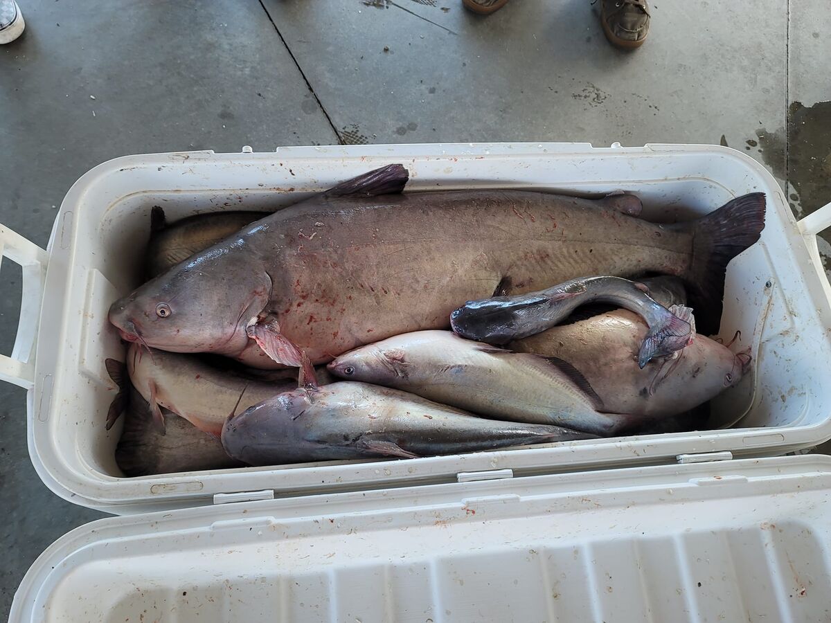 11/5/23 Catfish Tournament 11/5/23 They had a good turnout at the
