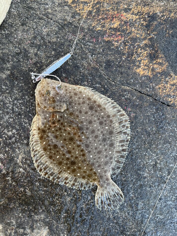 Two flatfish species: Went fishing 🎣 on the Manasquan Inlet north jetty ...