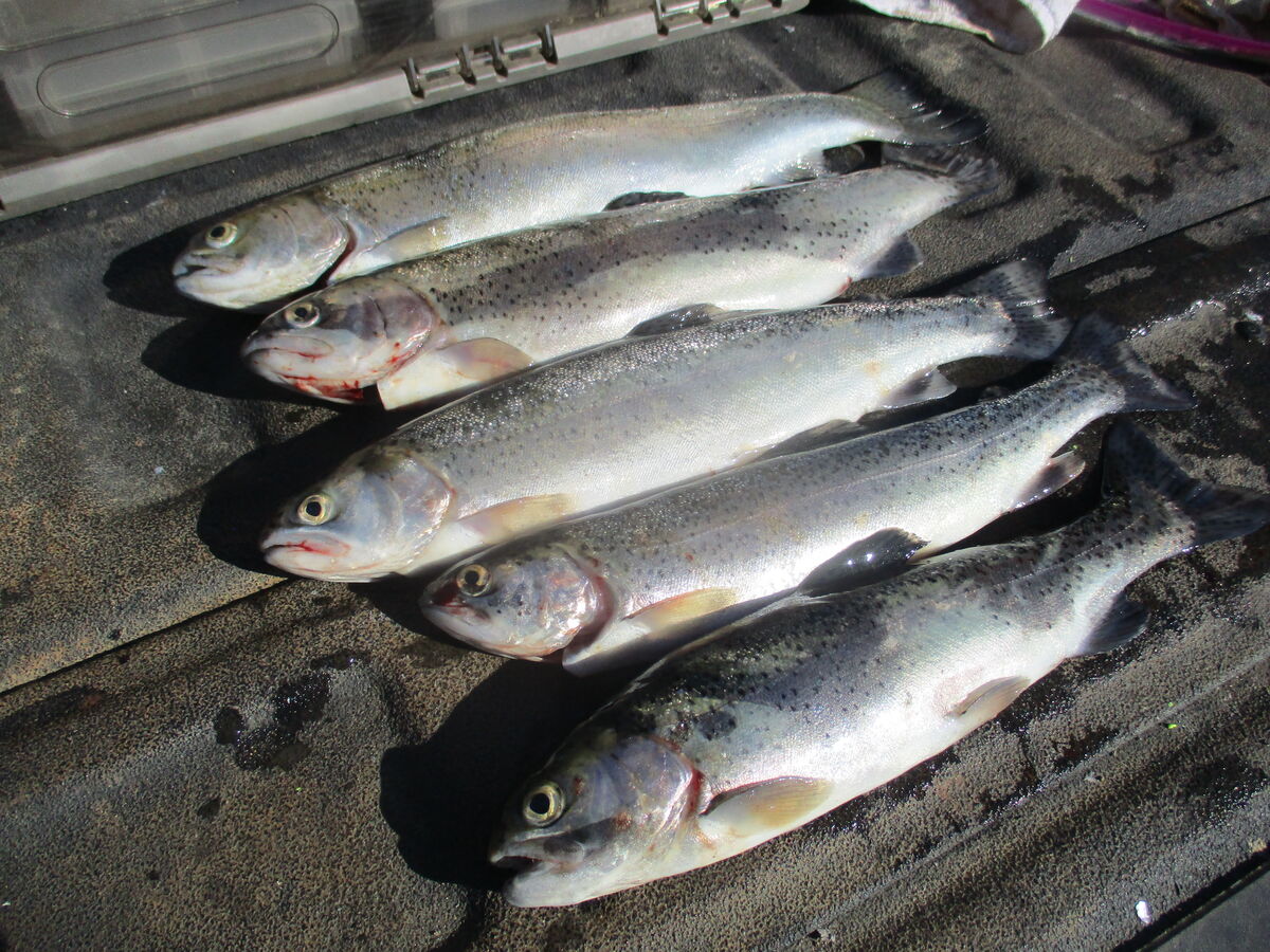 Trout Catfish weren't biting and change to my trout rigs and caught my