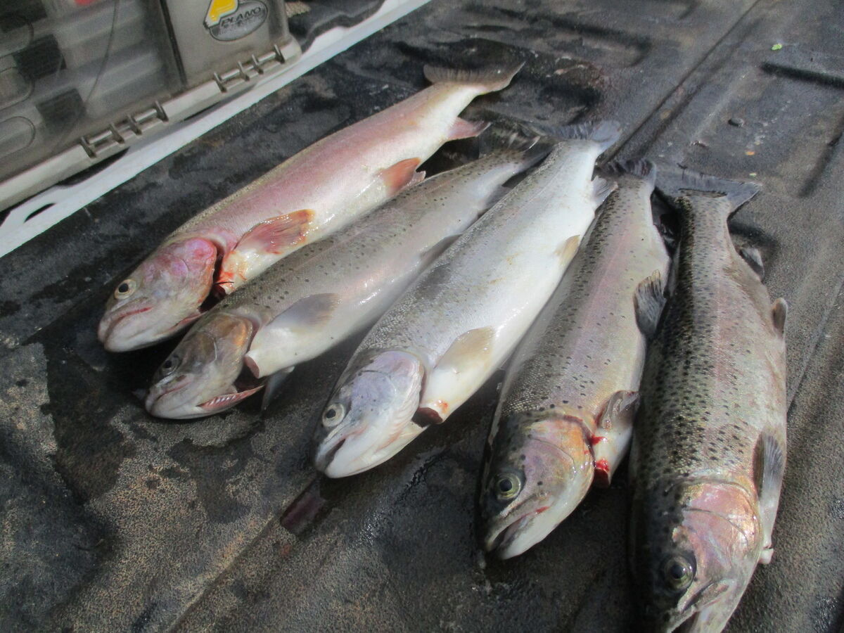 Trout Limit Shortest day of the year was good to me, got my limit of