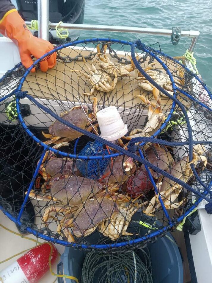 Nice pot of crab, best one was 8 keepers...