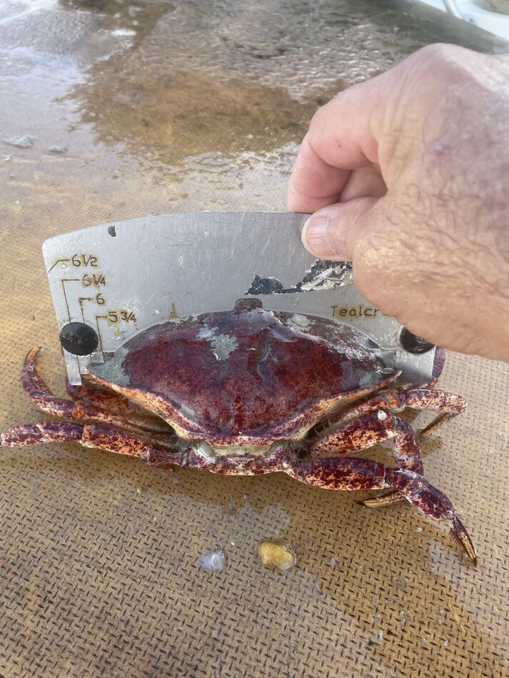 Big rock crab...
