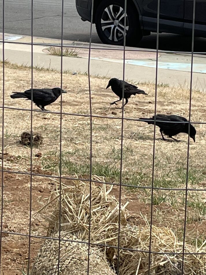 hundreds of blackbirds I just went out to hear what was causing a
