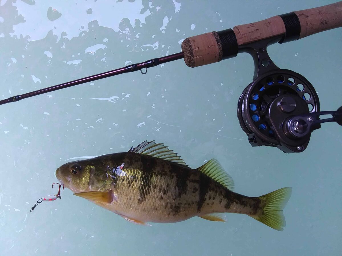 Yellow perch stacked like cordwood! The temps soared to 50 degrees ...