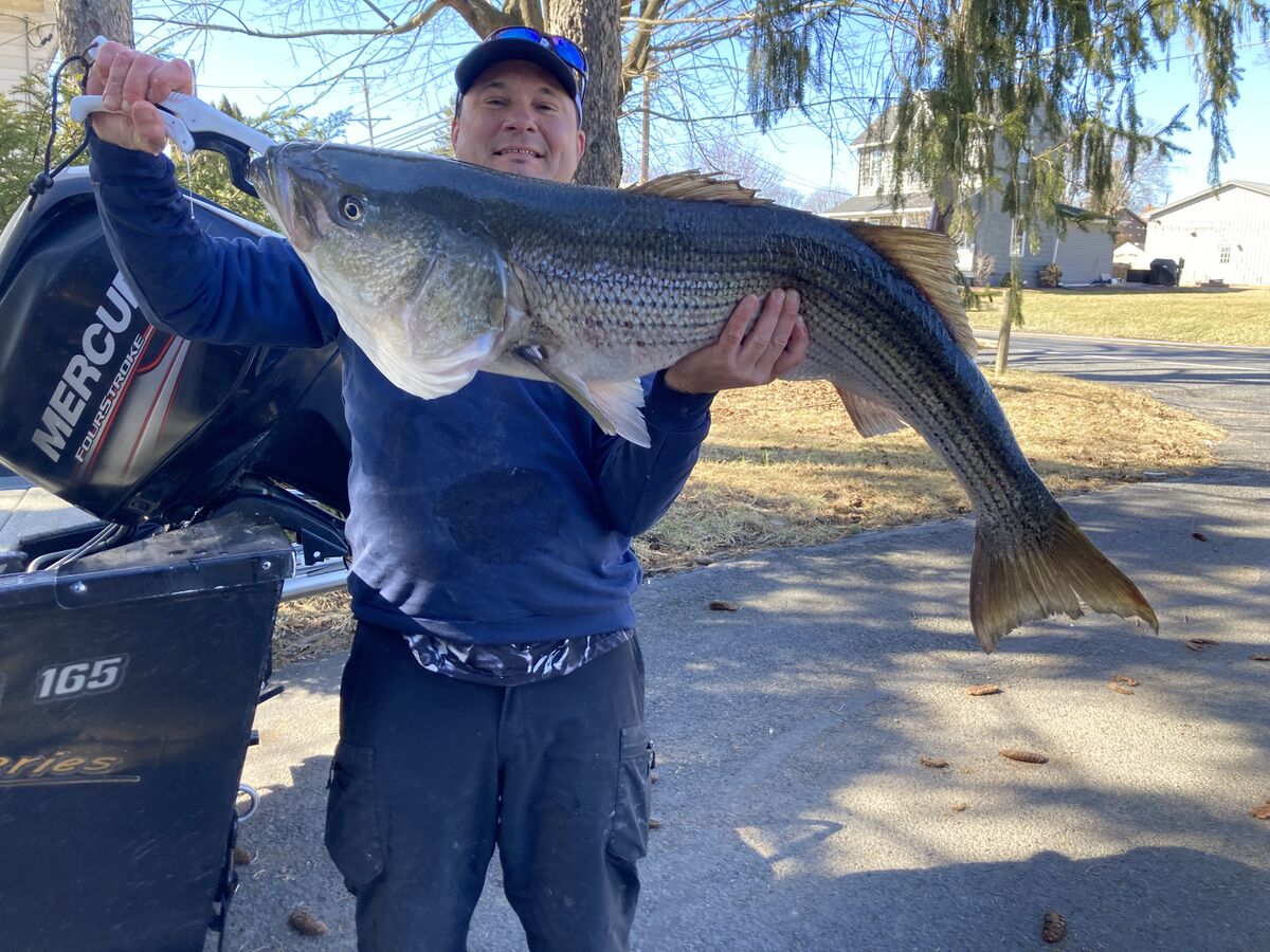 Pretty good freshwater striper A buddy of mine caught this striper up
