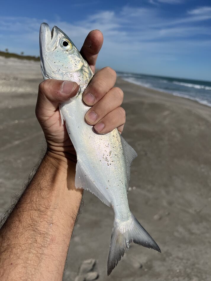 Cocoa beach fishing Trying to learn shore fishing. Went yesterday to