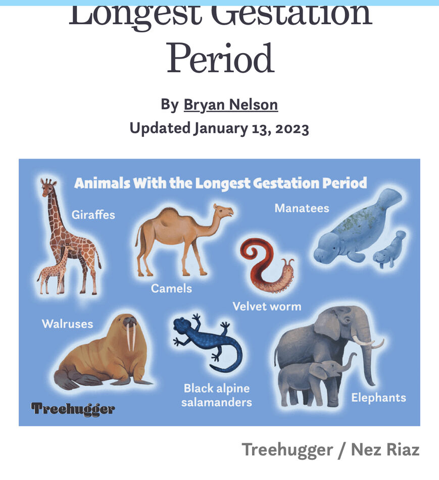 Today's Trivia question, 2/21/23: What is the gestation period of a