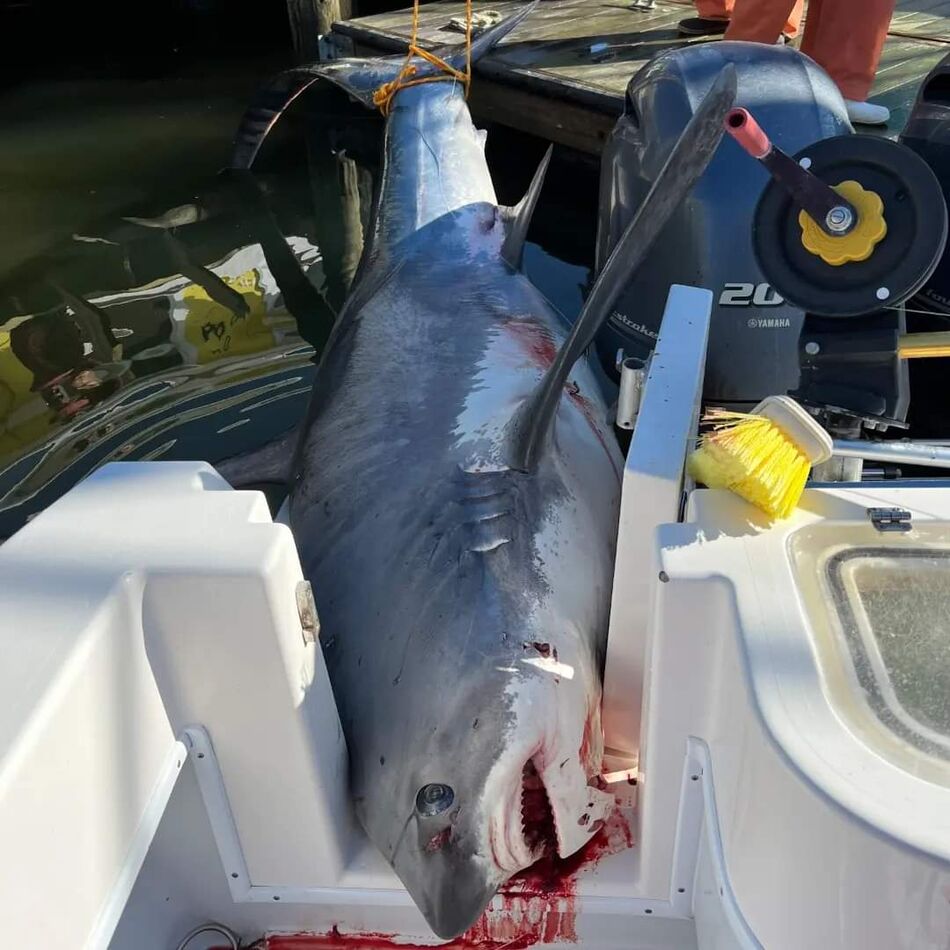 Record Thresher Shark -- North Carolina: From Outdoor Life (for full ...