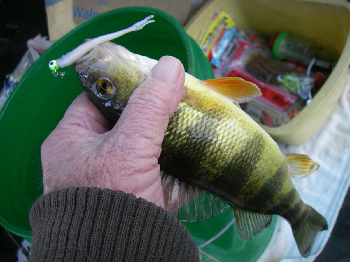 2/24/23 Yellow Perch 2/24/23 I went to Hillsboro this morning. It was