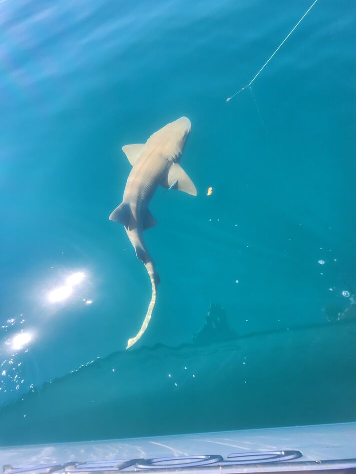Relasing Shark Catching and releasing a Nurse Shark near St Lucie inlet: Caught it on ...