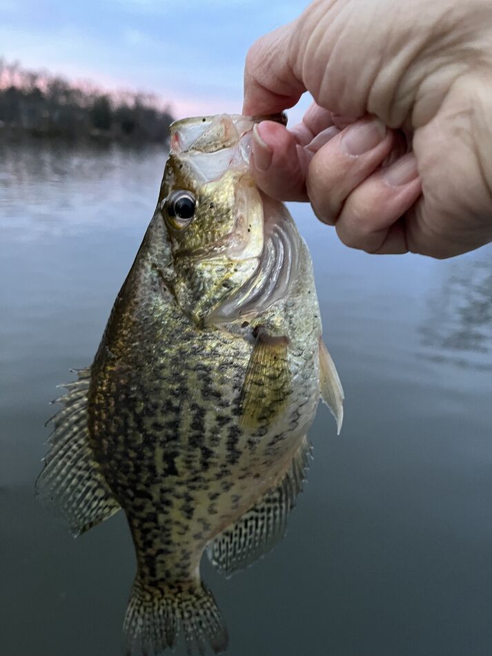 5 species: Went fishing in 48 degree Carnegie Lake this afternoon on a ...