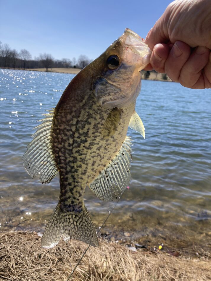 Not even smoldering much less than fire: Fished for crappie today ...