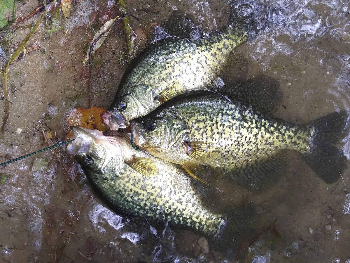 A meal of crappie caught while jigging from a kaya...