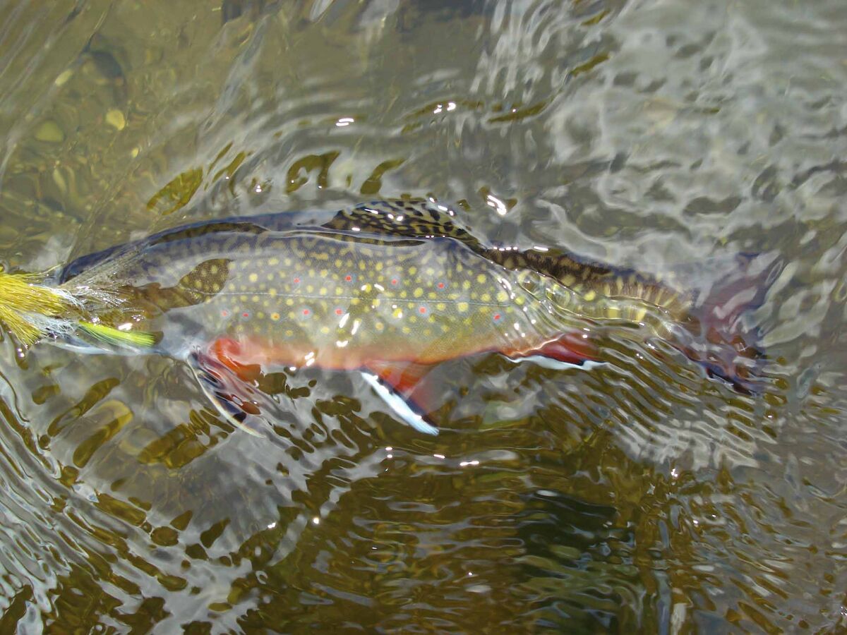 Beautifully colored brook trout caught while fly f...