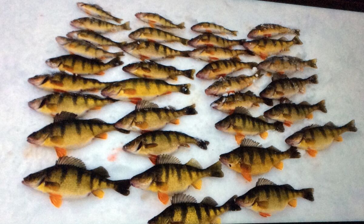 Heard the perch in Idaho Are biting. From a very reliable source.