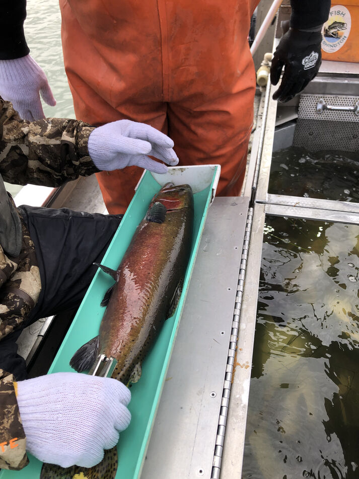 Lenore Any info on Lake Lenore status. Was once my favorite. On the